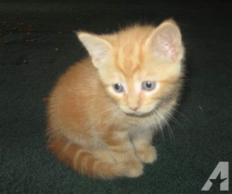see more at Petfinder. . Orange kittens for sale ontario